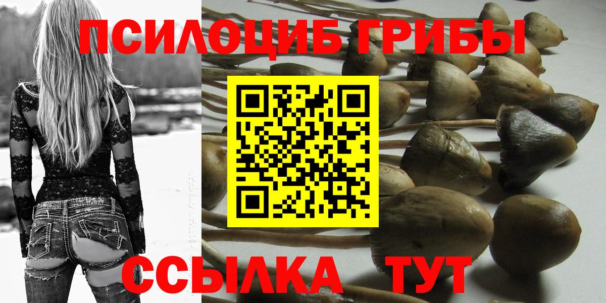 Галлюциногенные грибы Psilocybe Бугуруслан